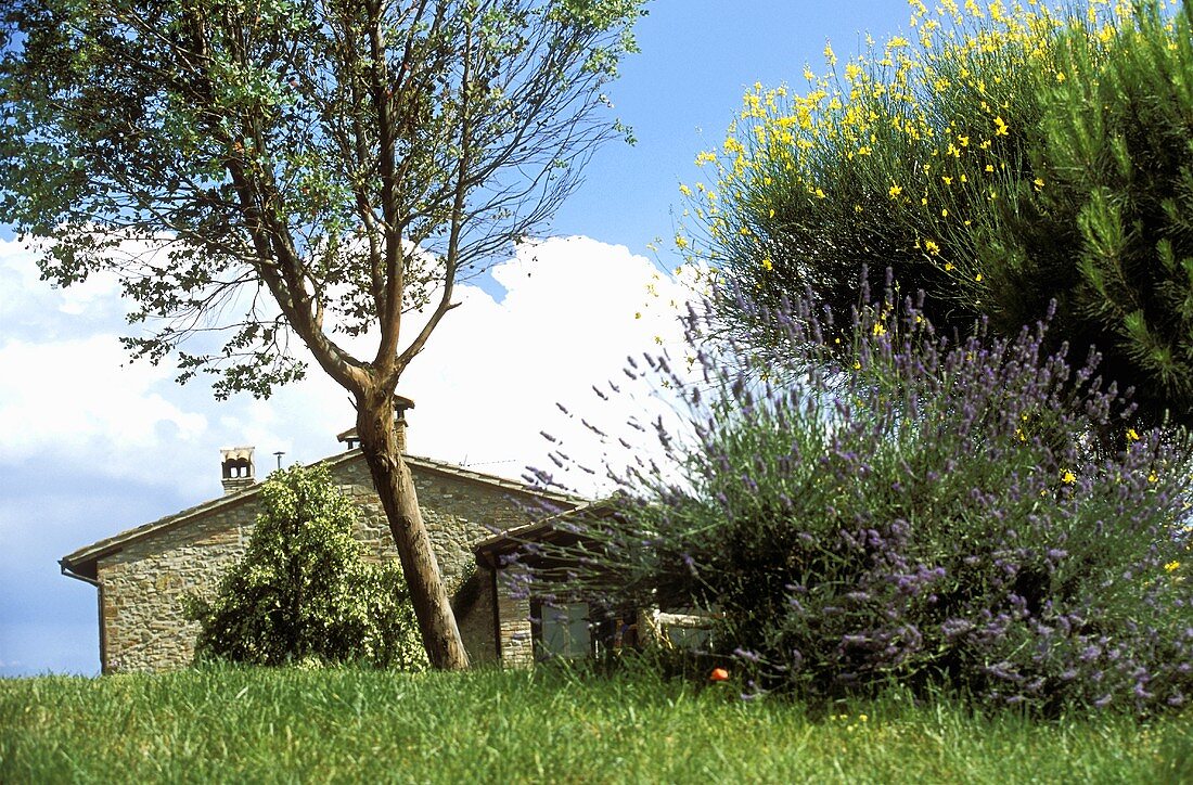Mediterranean countryside with flowering bushes and a tree in front of a rustic building