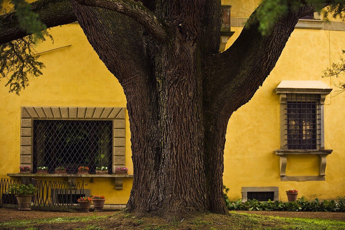 Mächtiger Baumstamm vor gelber Fassade eines Landhauses mit vergitterten Fenstern