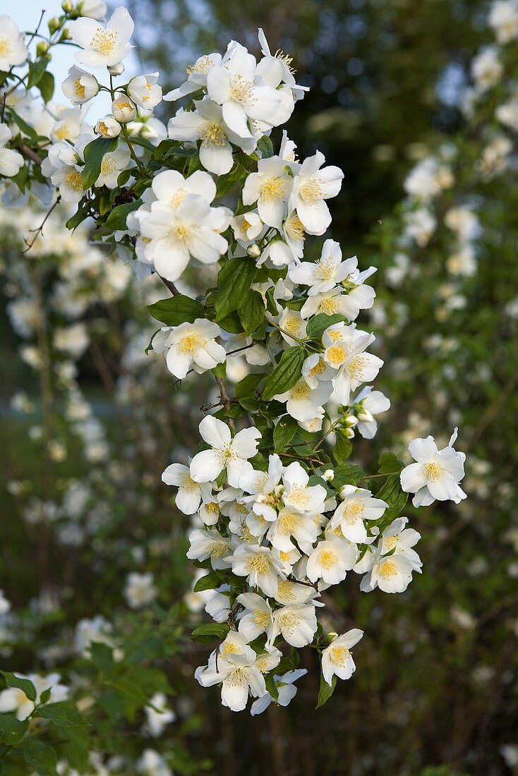 Bush with white flowers