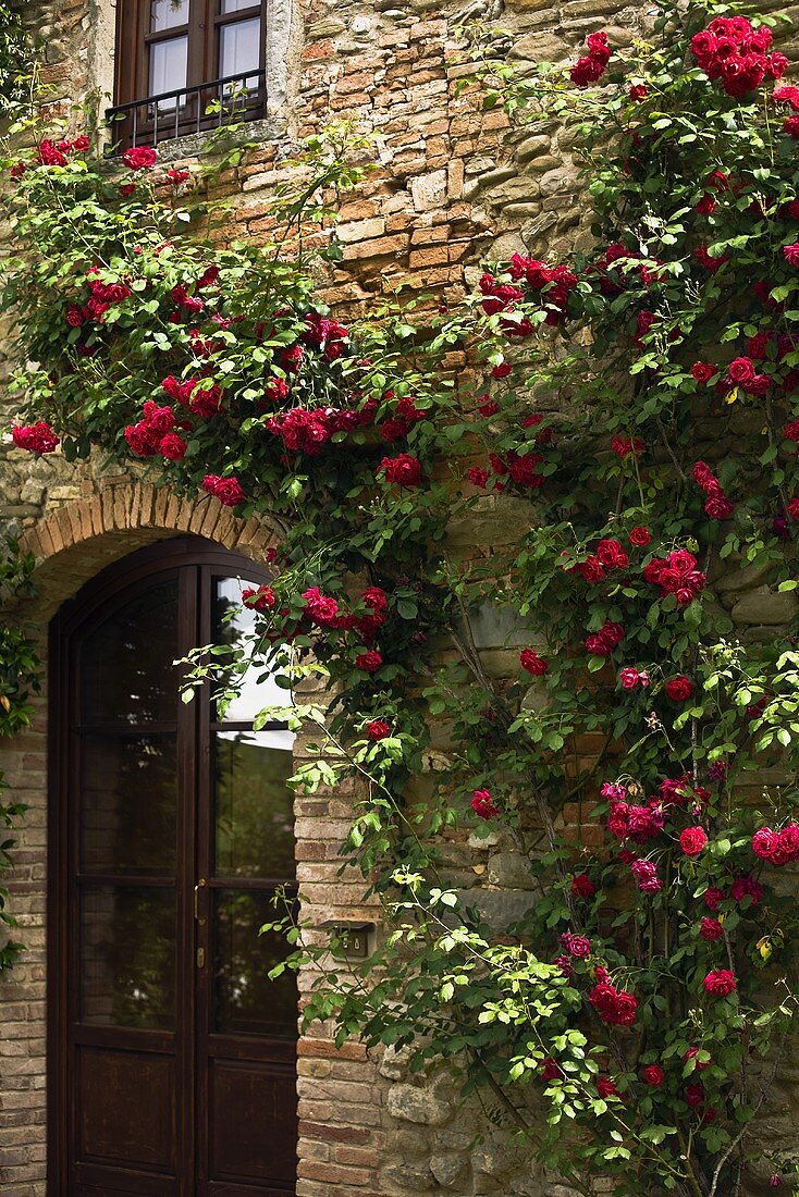 Red climbing roses growing on the stone facade of a Mediterranean country home