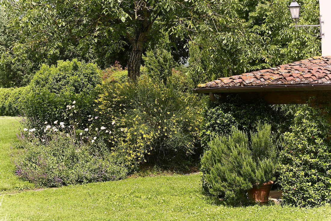 Mediterraner Garten mit blühenden Büschen