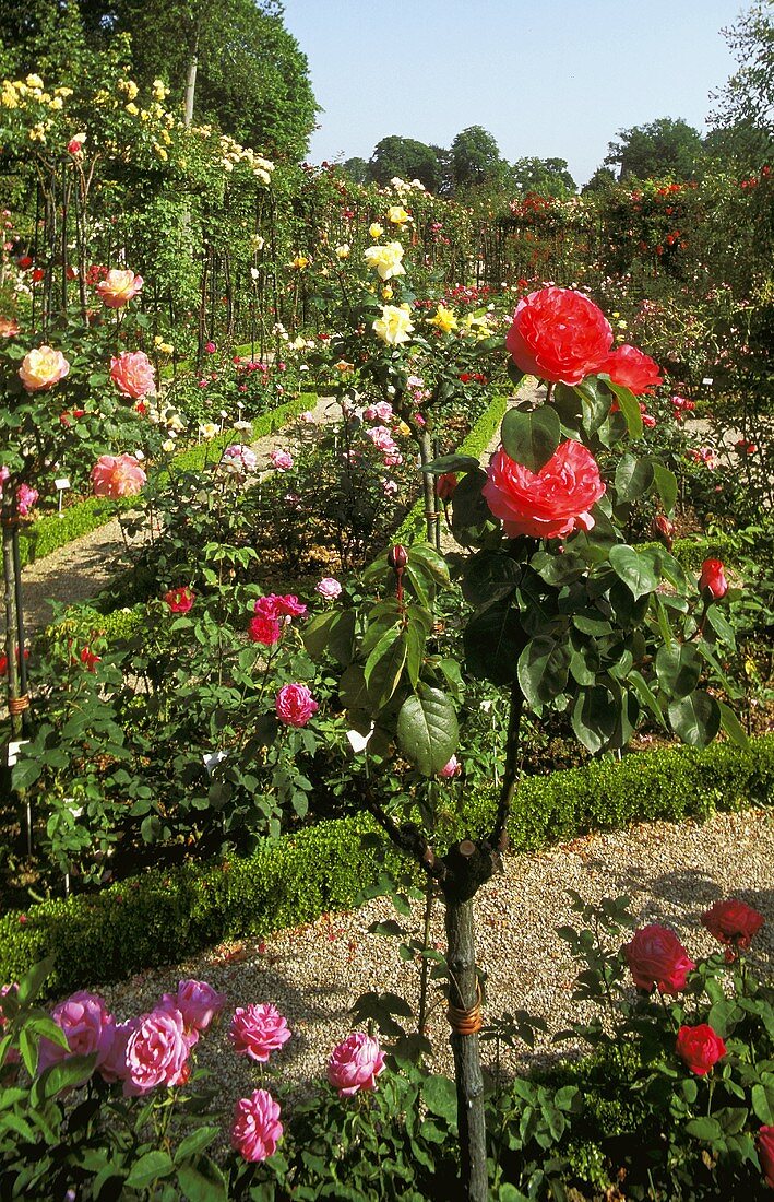 Rosengarten - Rosenstock mit roten Blüten
