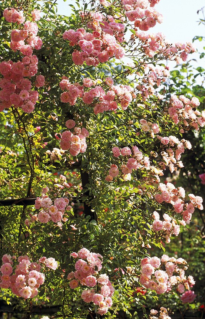 Blühender Rosenbusch mit rosa Blüten