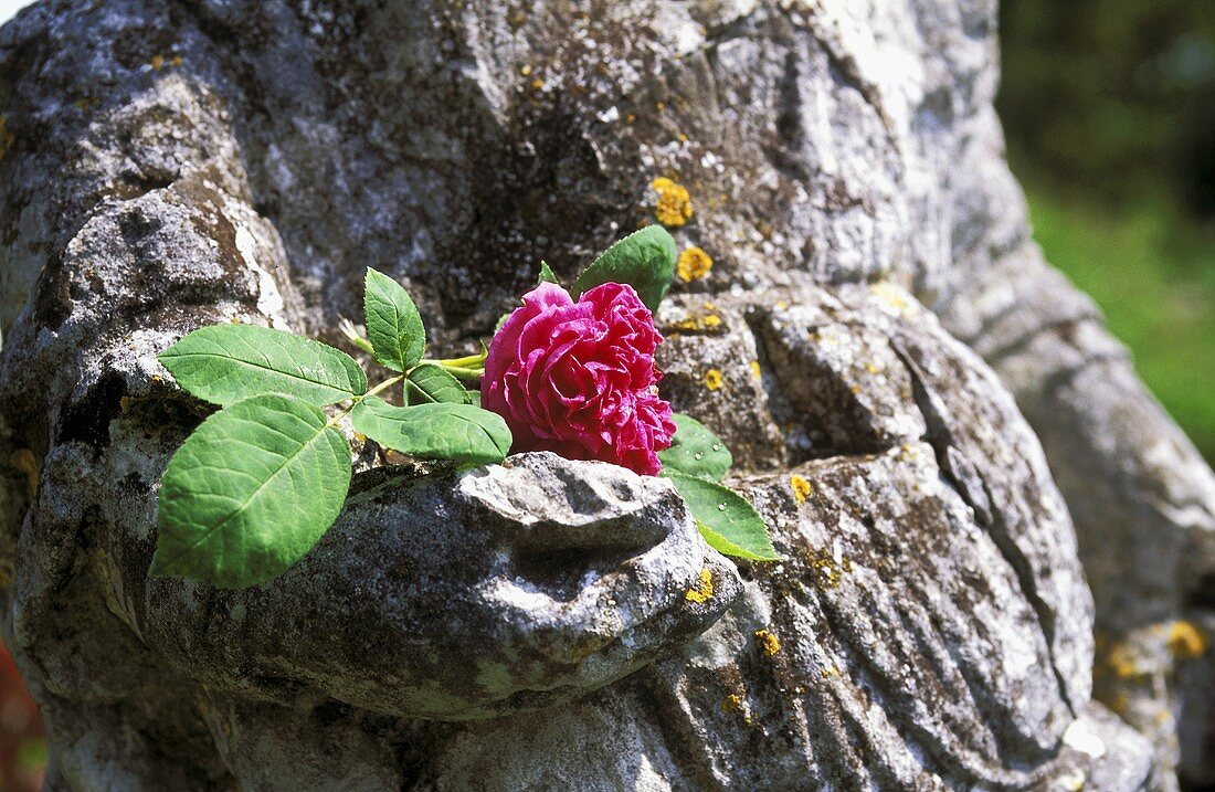 Rosenblüte liegt in der Hand einer Steinstatue