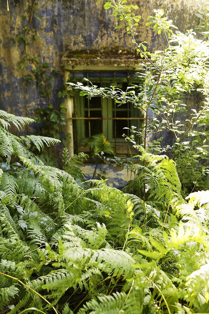 Looking over ferns to a weathered house facade with barred windows