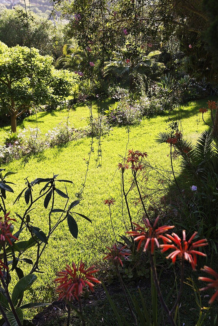 Tropische Landschaft - rote Blumen im Schatten und Wiese im Sonnenlicht