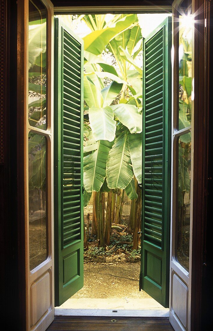 Geöffnete Terrassentür mit grünen Holzläden und Blick auf Palmengarten