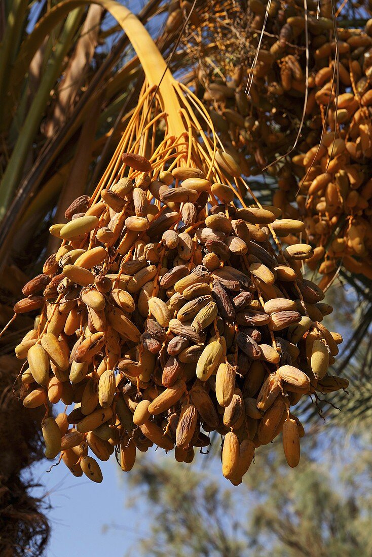 Hängende Dattelrispen am Baum, Ägypten