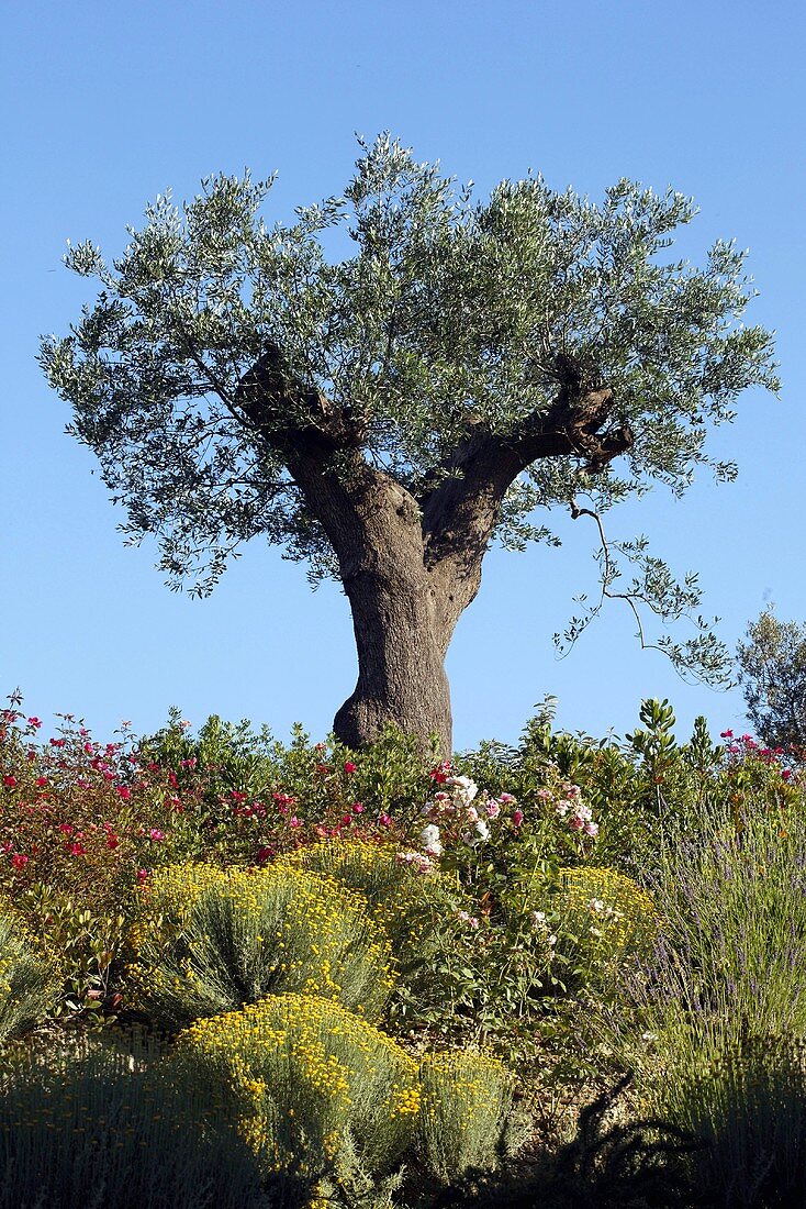 A gnarled olive tree in the Mediterranean landscape
