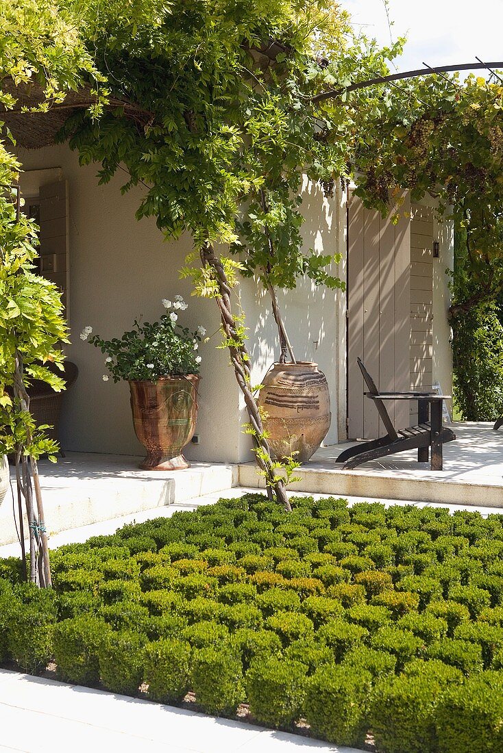 Low border with topiary cubes in front of the corner of a house with planters