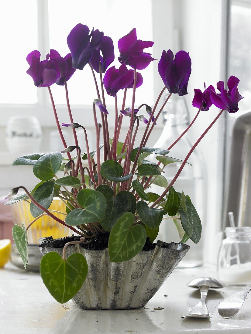 Flowering alpine violets in a folded metal bowl