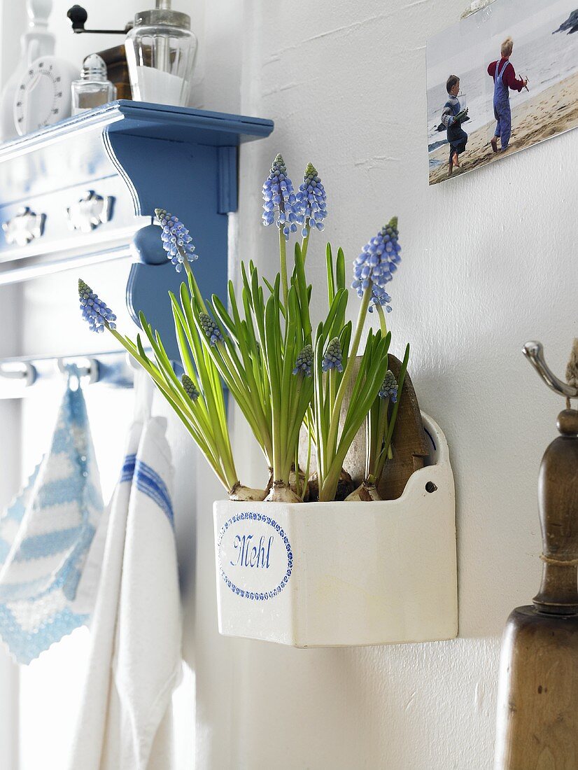 Hyacinths planted in a wall-mounted storage jar