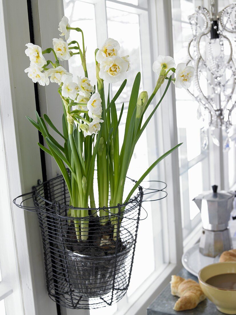 White 'Bridal Crown' narcisi in a wire basket next to a window