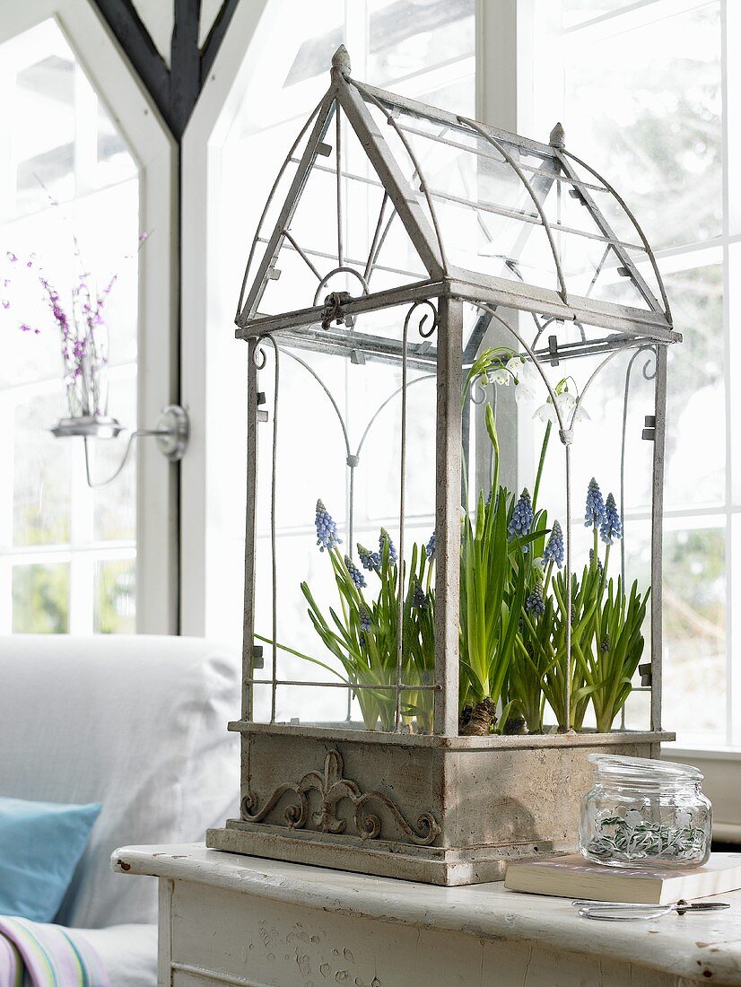 A lantern used as a mini greenhouse for grape hyacinths