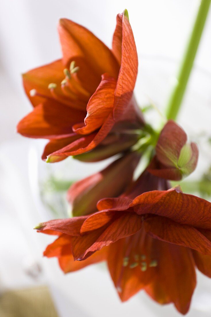 Red amaryllis flowers with buds