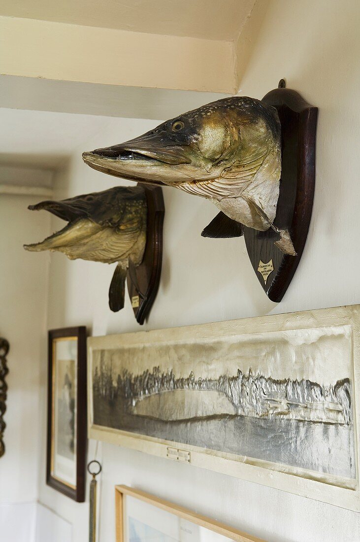Prepared fish heads on the wall