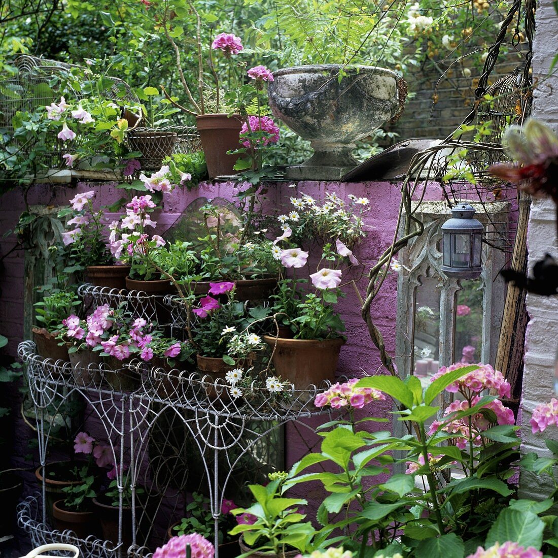 Blumenregal vor rosa Wand im Hinterhof