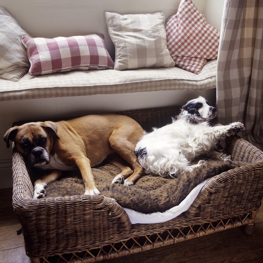 Hunde schlafen im Korb vor Sofa mit karierten Kissen