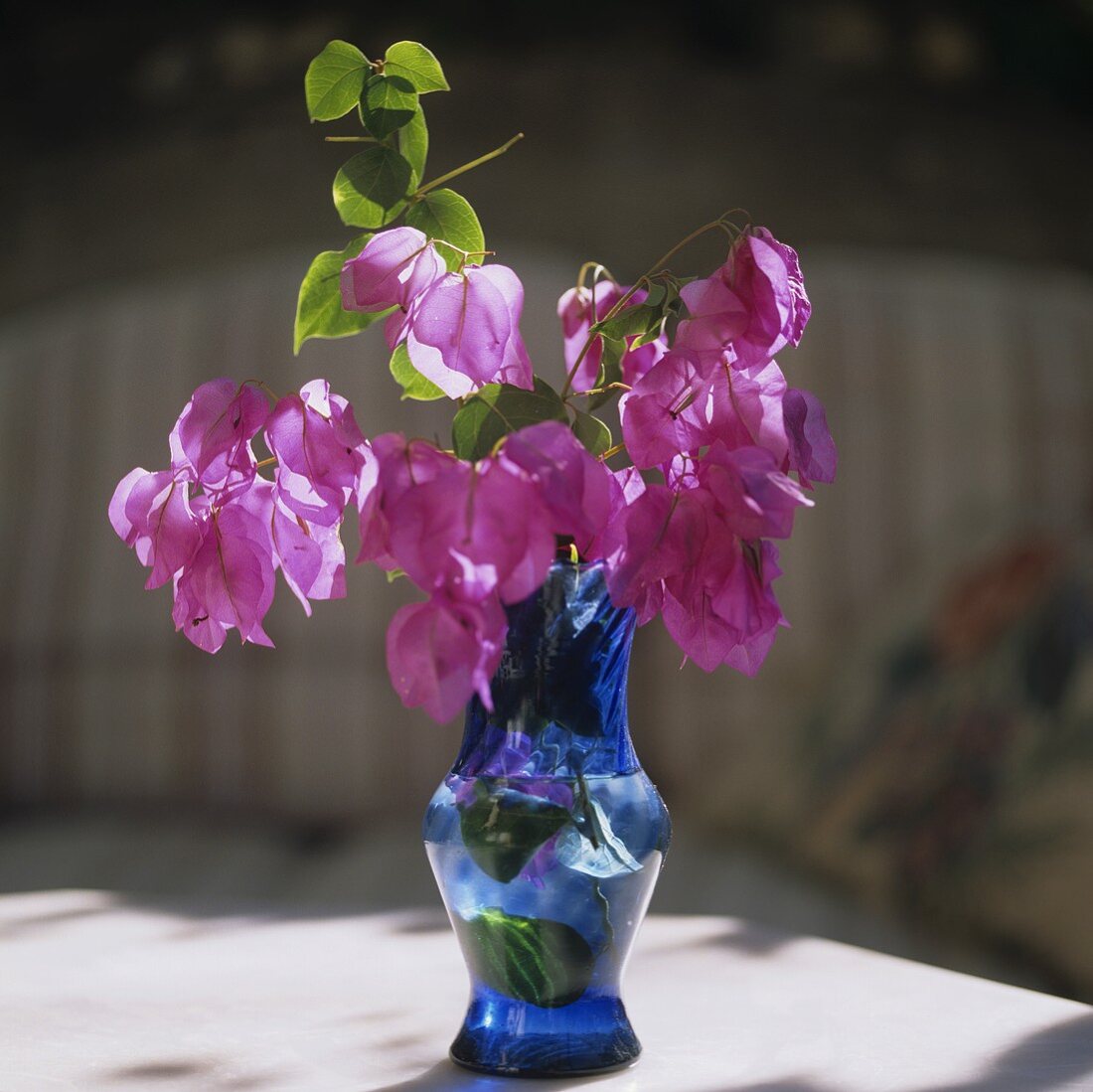 Pinkfarbener Bougainvilleastrauss in blauer Glasvase