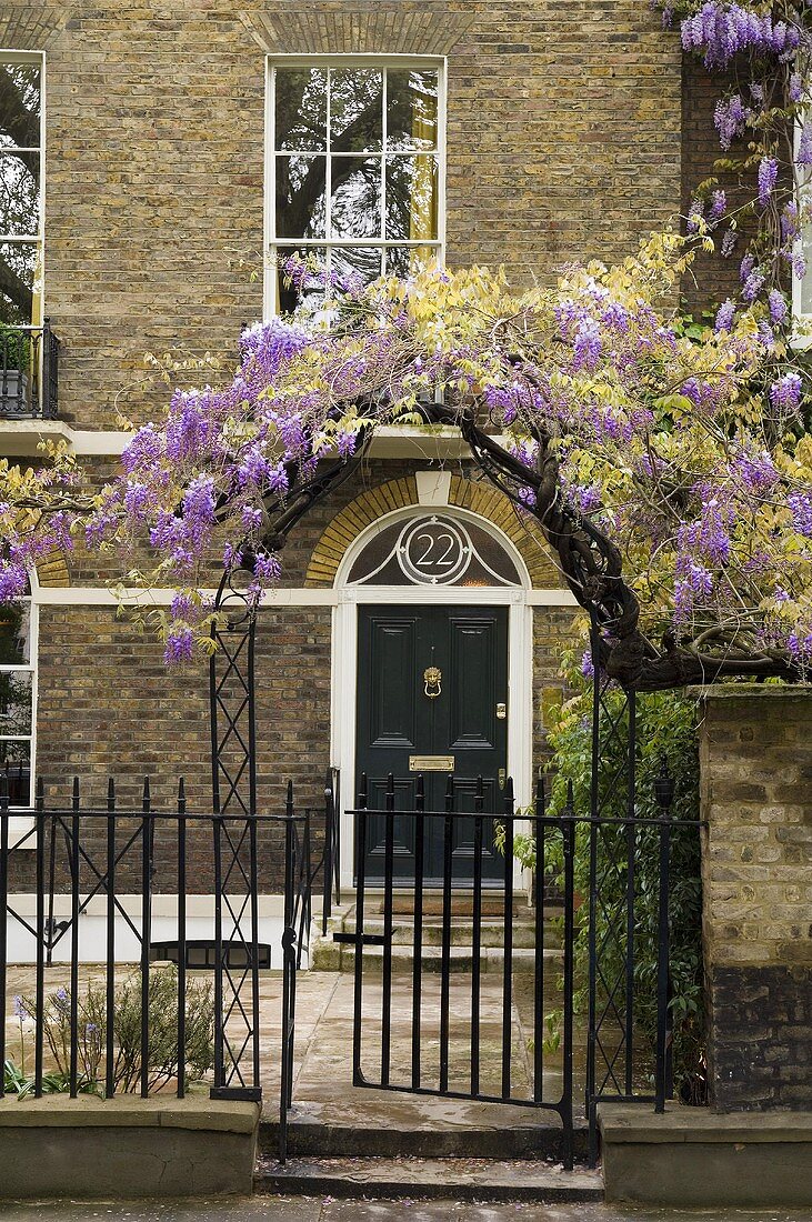 Garden gate with purple flowered vine in front of a townhouse with a brick facade