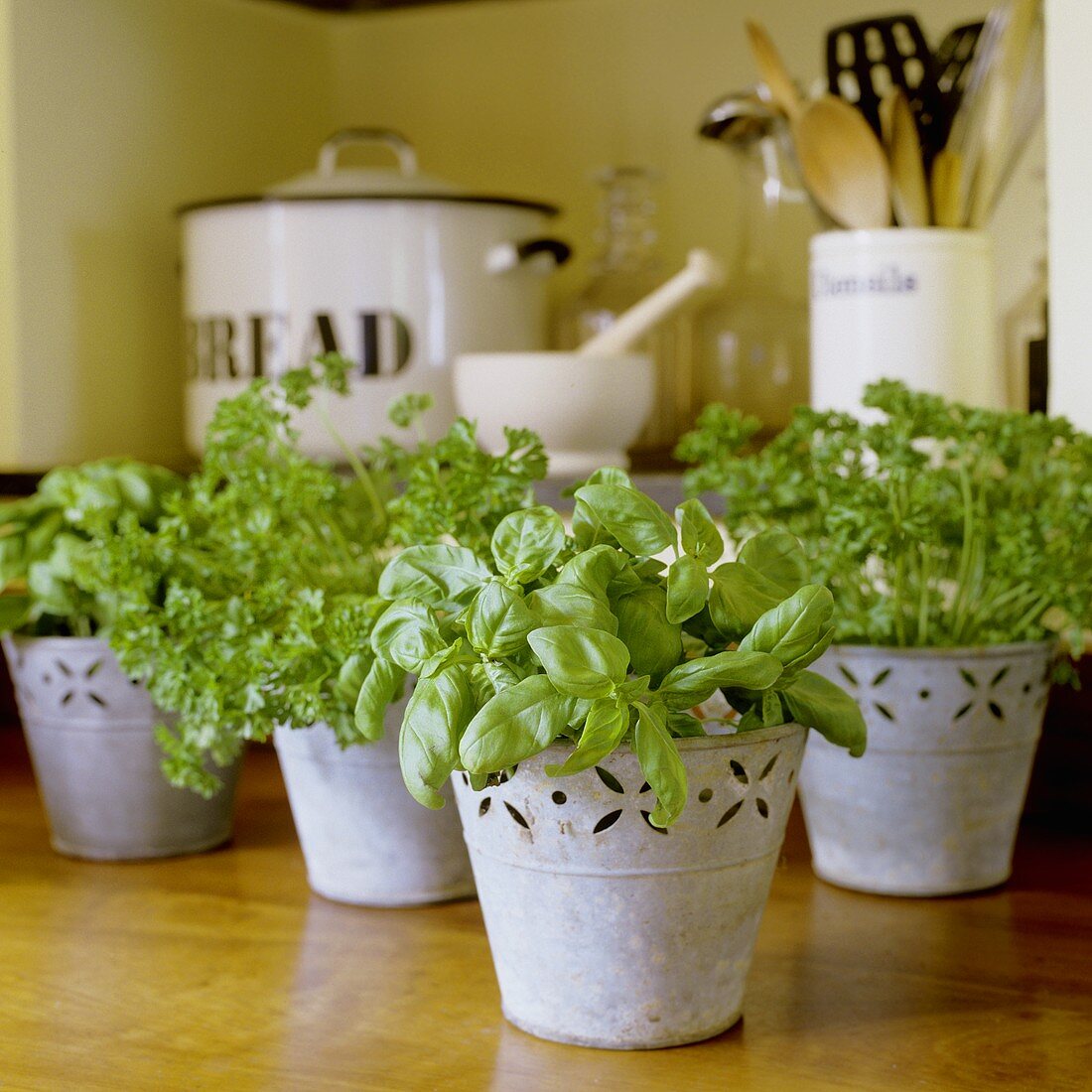 Assorted herbs in pot