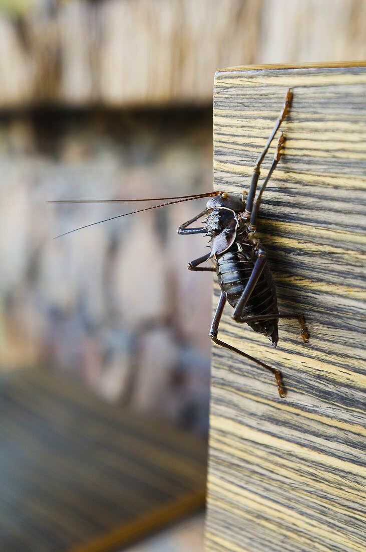 Dunkelbrauner Käfer mit langen Fühlern