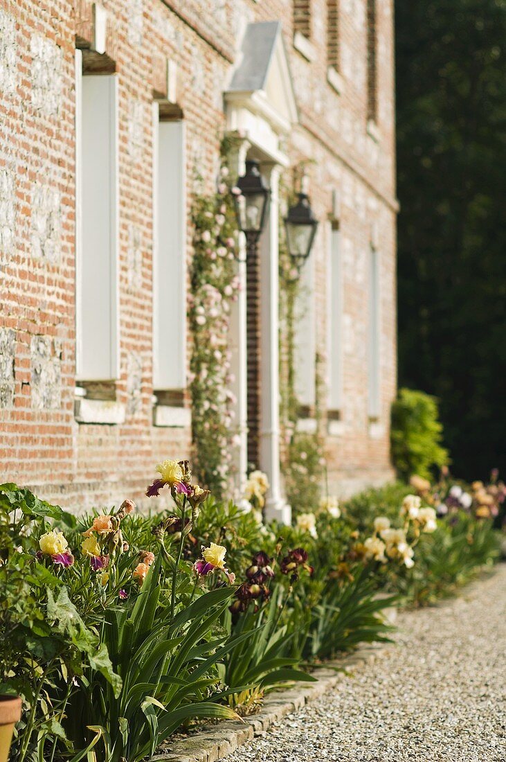 Blooming roses in a bed in front of the brick facade of a country home