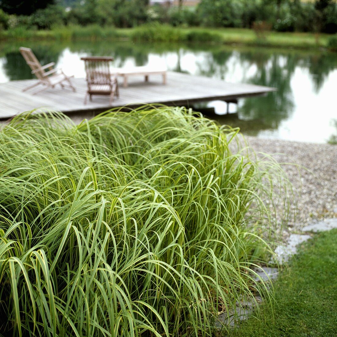 Decorative grass planted on the bank of a lake