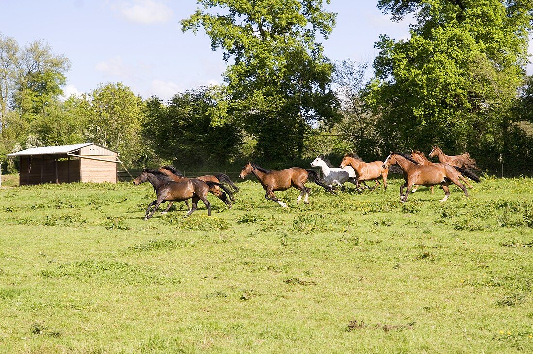 Galoppierende Pferde auf der Weide