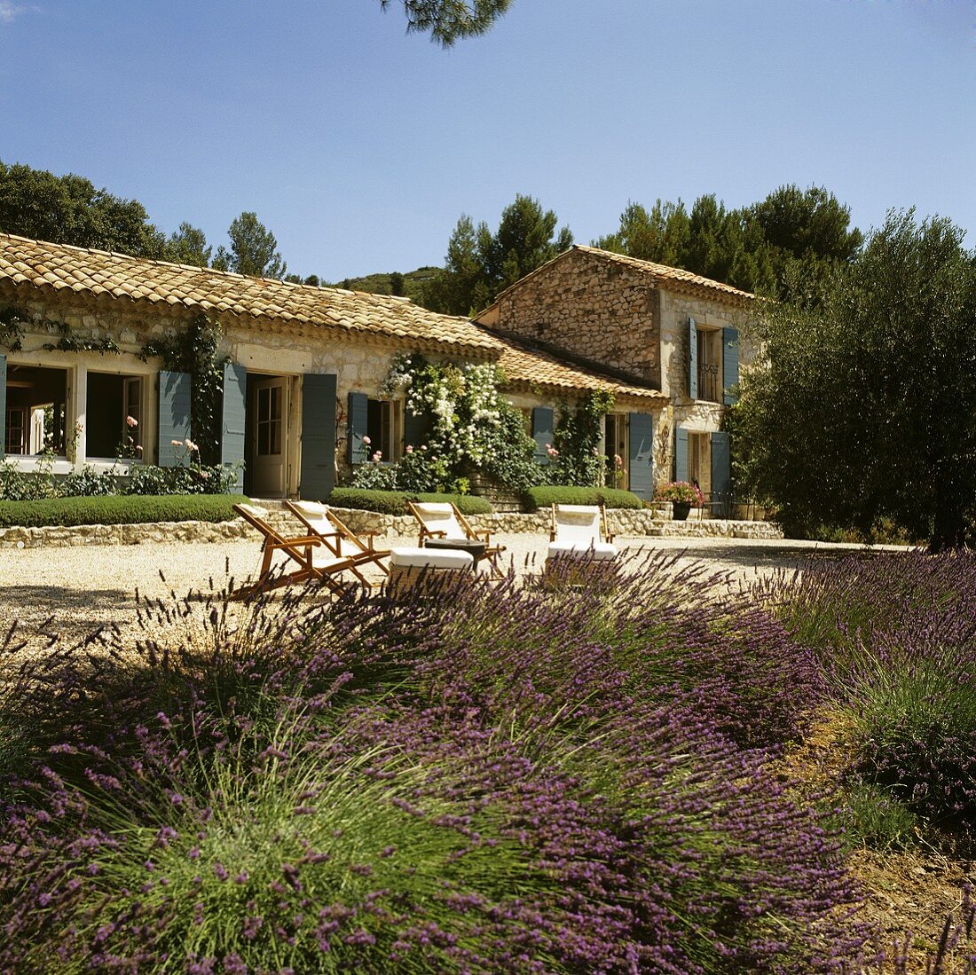 Blooming lavender bushes on the edge of a terrace of a Mediterranean country house