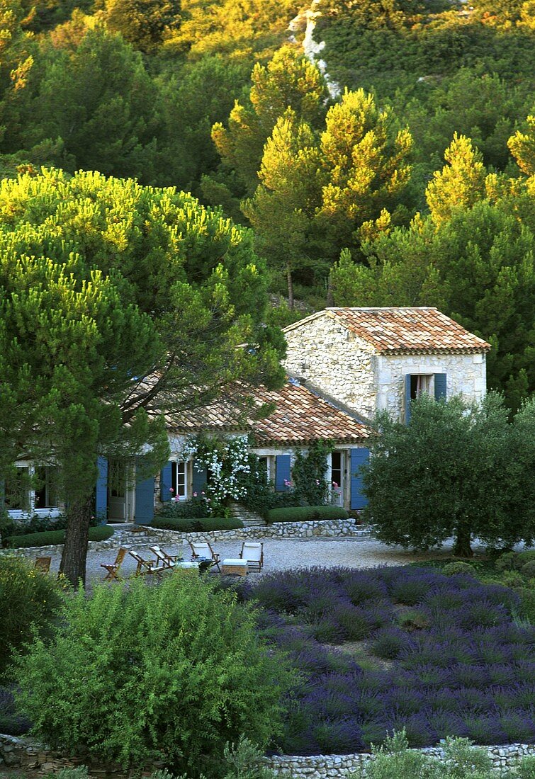 A view of a Mediterranean country house in a pine grove by sunset