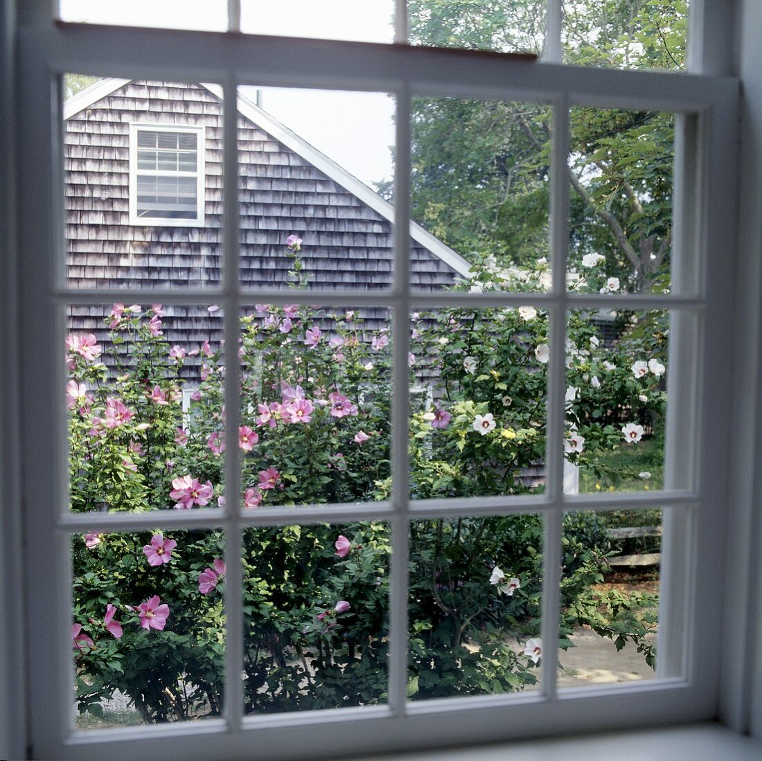 A view through a transom window onto a garden and a neighbouring house