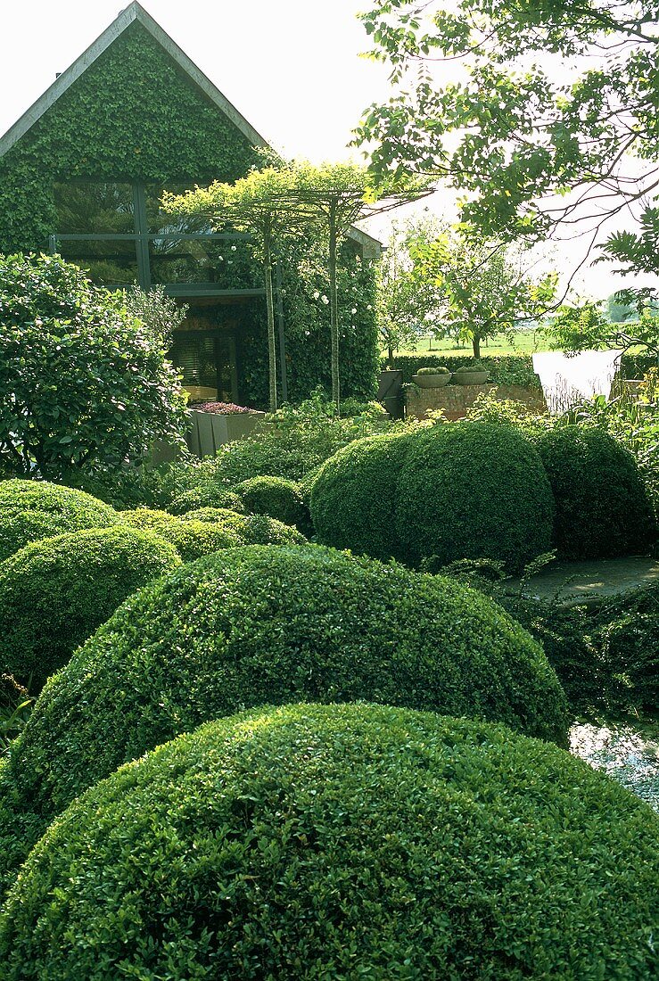 An artistically landscaped garden and a house facade covering in climbing plants