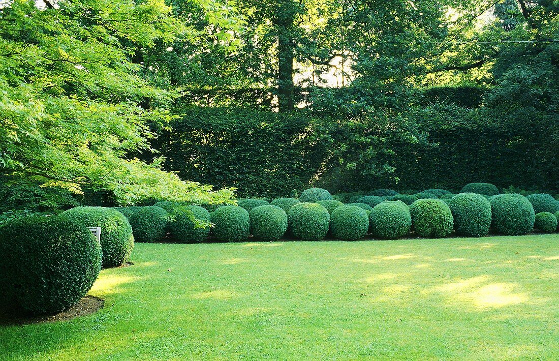 A lawn and a round box trees in an artistically landscape garden