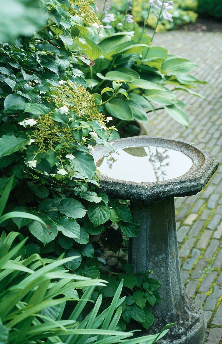 A stone birdbath in a garden