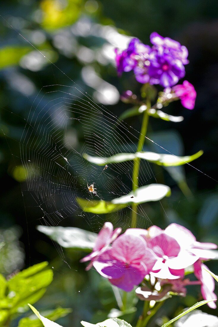 Spinnennetz mit Spinne auf einer Blume