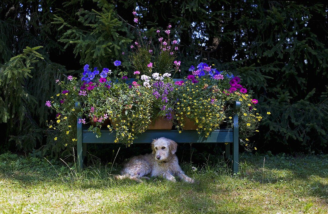 Blumen auf blauer Sitzbank und Hund im … Bild kaufen 708268