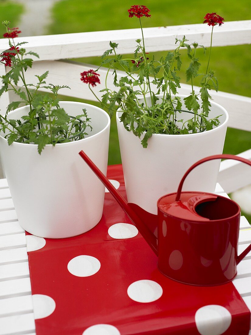 Rote Metallgieskanne und weiße Blumentöpfe auf rotem Tischläufer mit Punkten