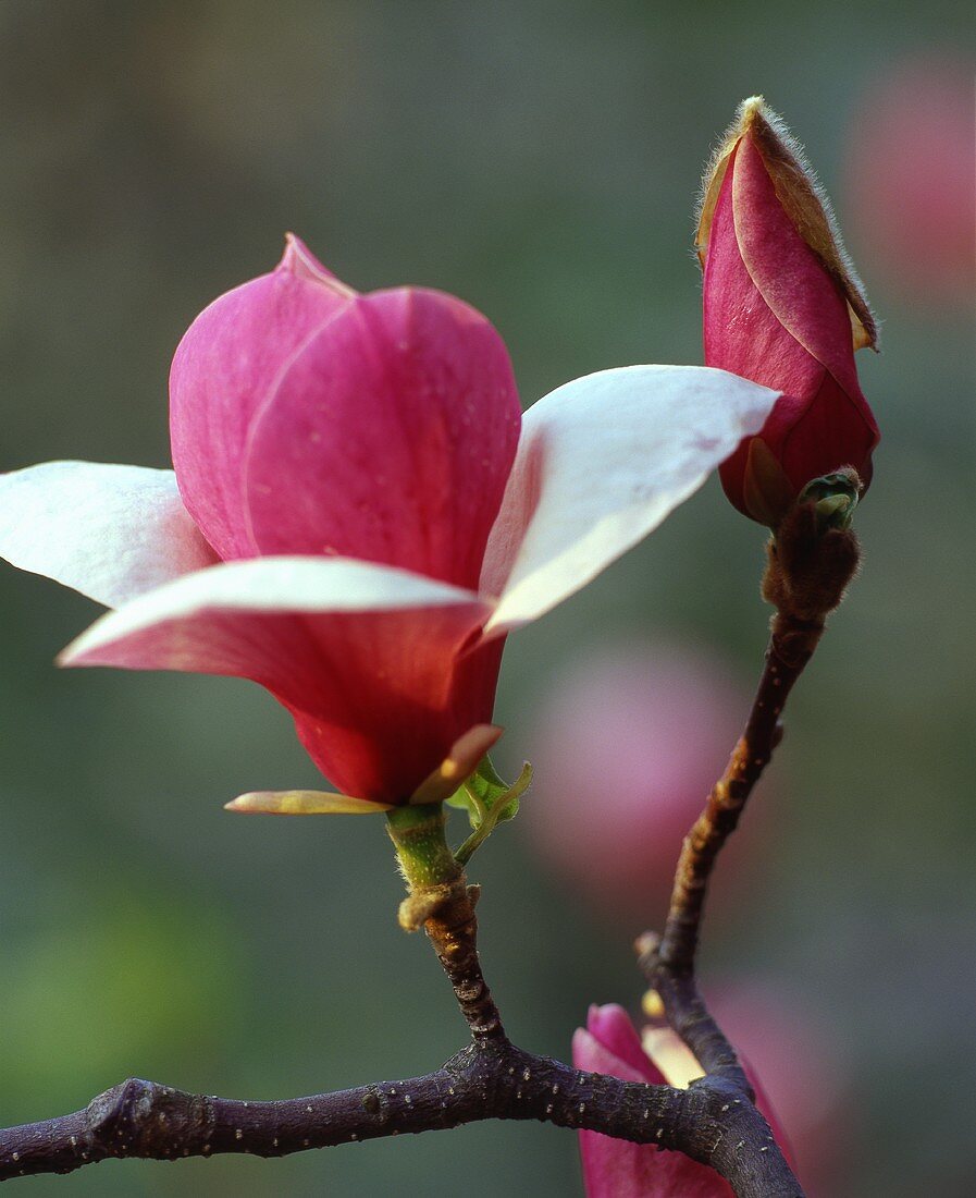 Magnolia blossom and bud