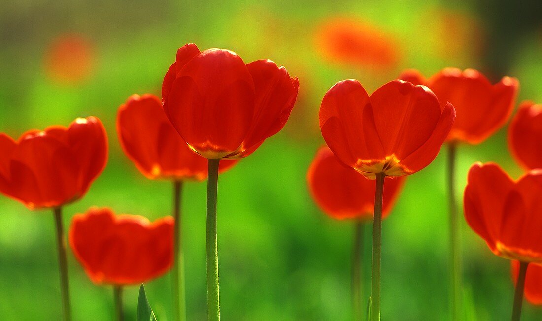 Rote Tulpen im Garten