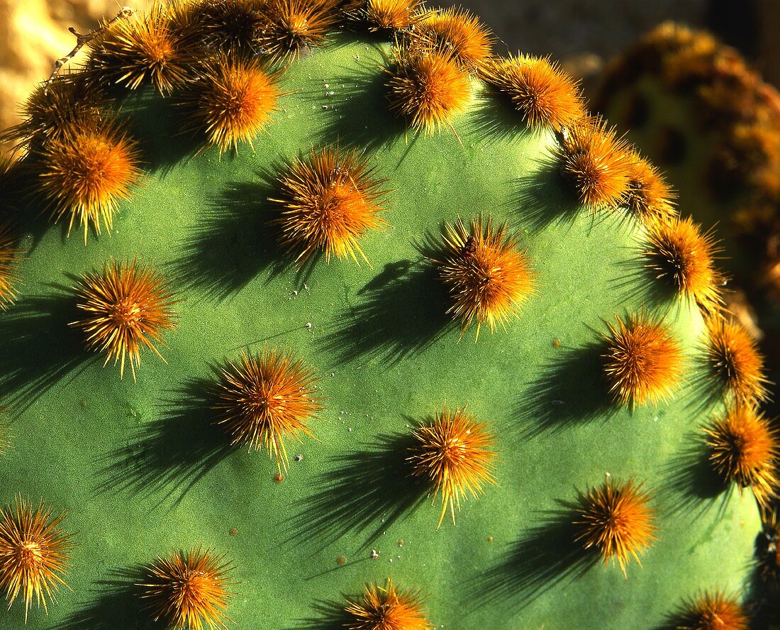 Kaktus (Nahaufnahme)