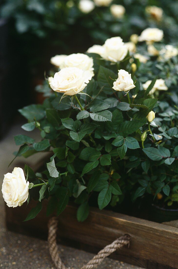 White roses potted stored within a small wooden crate with rope handle