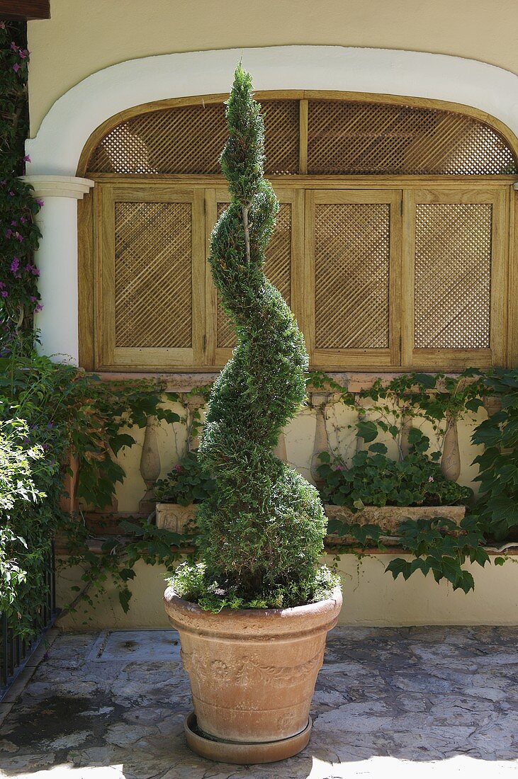 Spiralenförmig geschnittene Pflanze im Topf auf Mediterraner Terrasse