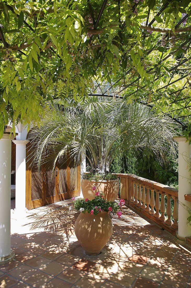Mediterraner Terrasse mit Topfpflanzen unter Pergola