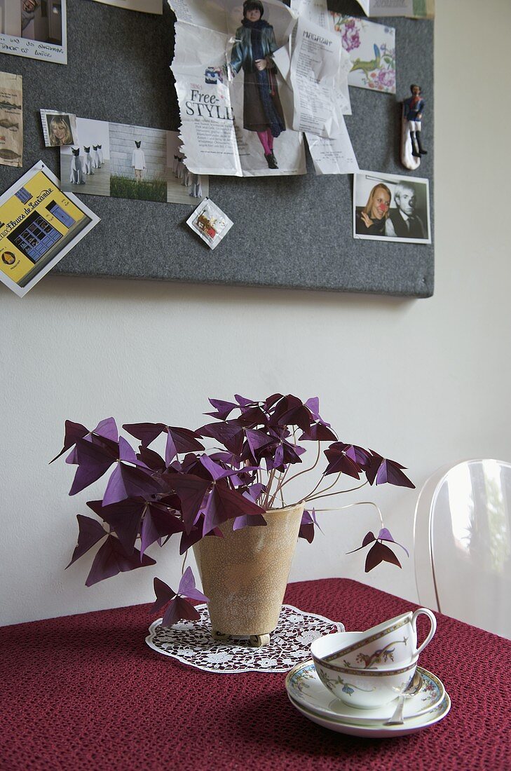 Pflanze im Topf auf Tisch mit roter Tischdecke und Wandboard mit Photos