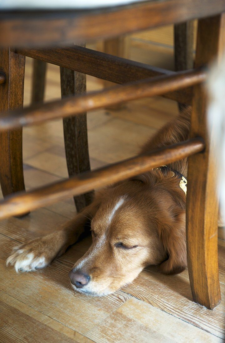 Dog asleep beneath wooden chair