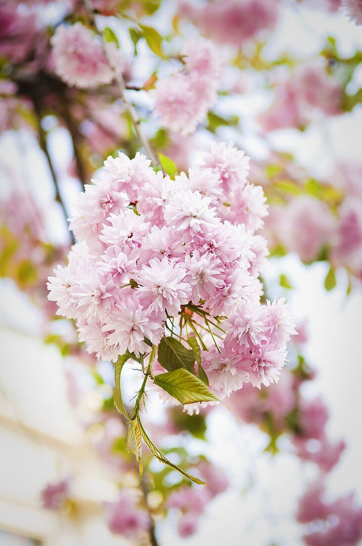 Blooming ornamental cherry tree
