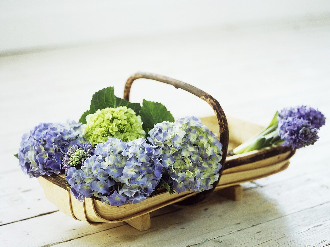 Hydrangea flowers in a wooden basket