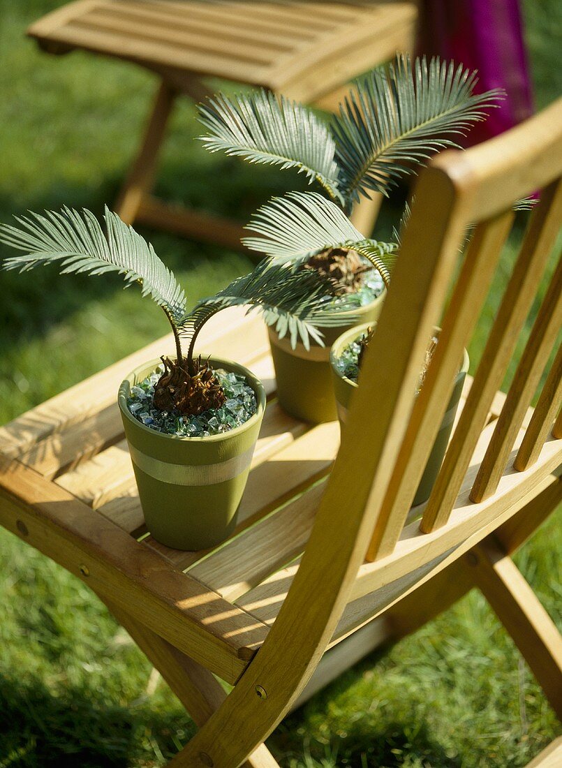 A detail of wooden garden chairs, with small plants in painted pots