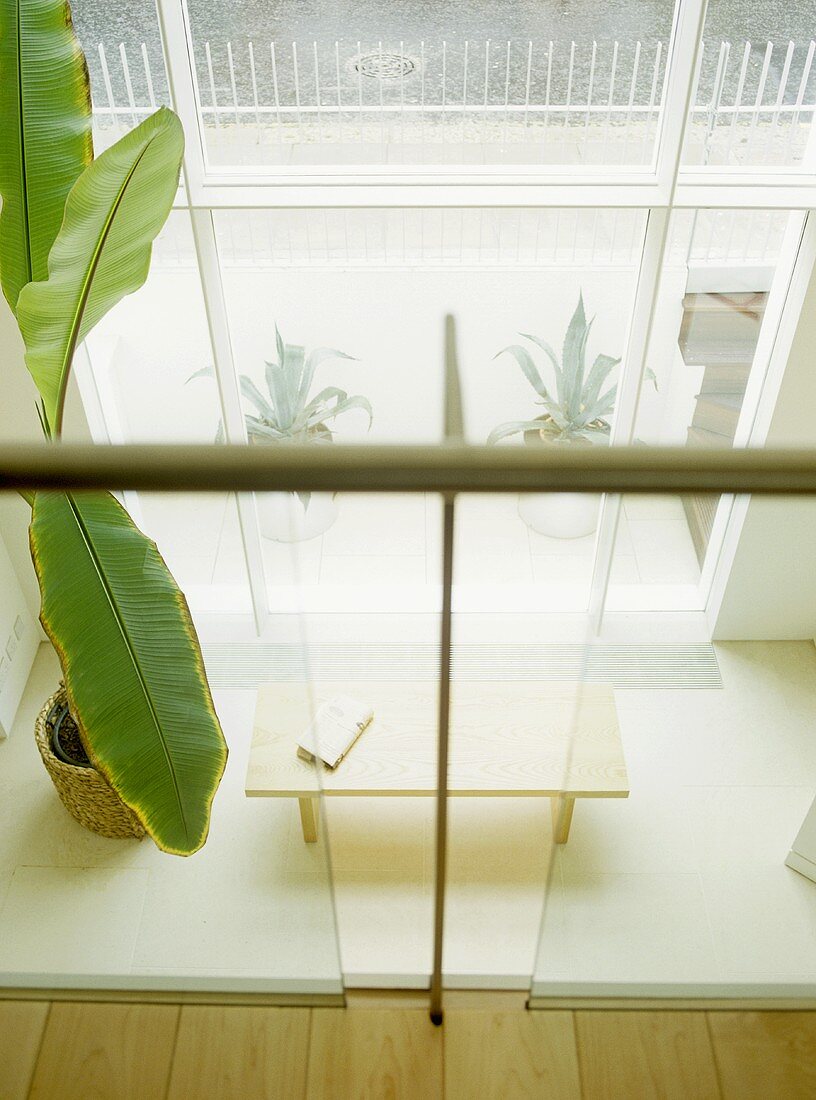 Blick auf Palme im Topf und Blumenbank vor Fenster